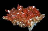 Red Vanadinite Crystal Cluster - Morocco #36985-1
